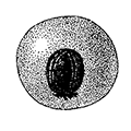 Perigonimus rubatrum (Bigelow) — Вишневидный перигонимус