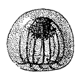 Perigonimus nematophora (Bigelow) — Многоканальчатый перигонимус