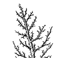 Stegopoma plicatile (M. Sars) — Складчатая стегопома