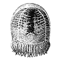 Polyorchis karafutoensis Kishinouye — Дальневосточный полиорхис