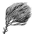 Sertularia robusta (Clarcke) — Большая сертулярия