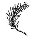 Thuiaria decemserialis Mereschkowsky — Десятирядная туярня