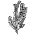 Cladocarpus formosus Allman — Стройный кладокарпус