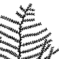 Abietinaria abietina (Linne) — Абиетинария-ёлочка