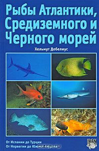  / Рыбы Атлантики, Средиземного и Чёрного морей / Многие европейские аквалангисты начинали свой путь под воду в ...