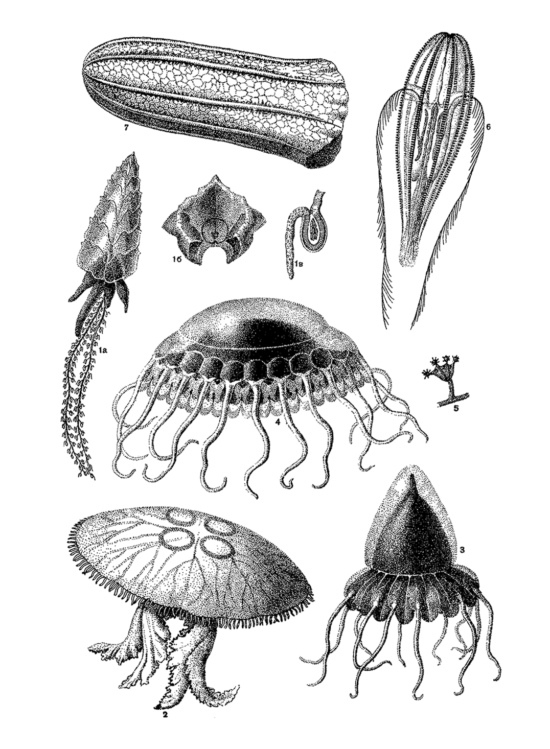 Беспозвоночные егэ. Медуза сифонофора. Сцифоидная медуза зоопланктон. Сцифоидная медуза бентос. Сифонофоры хиппоподиус.