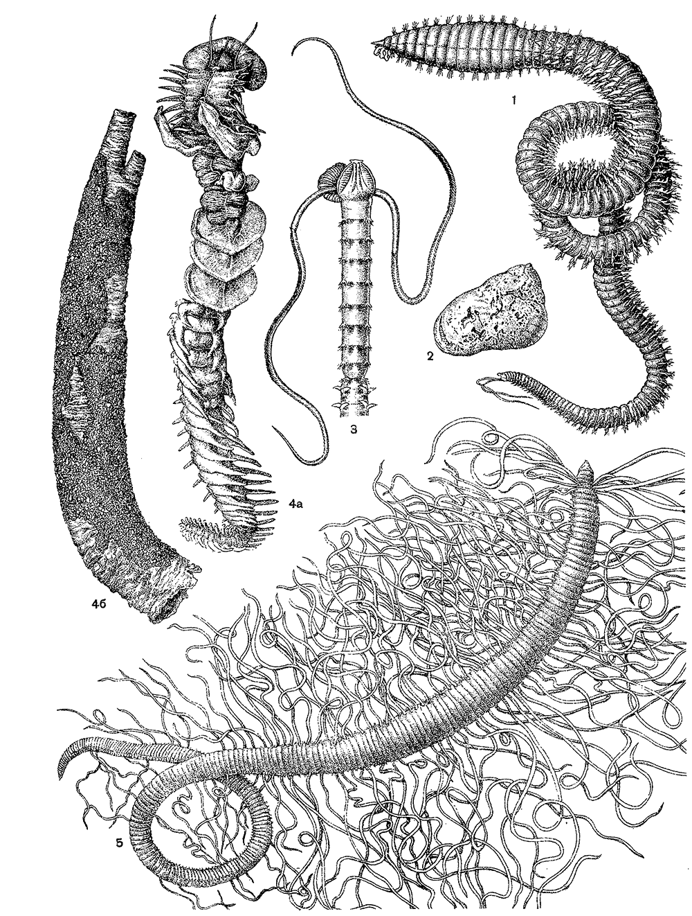 Многощетинковые черви