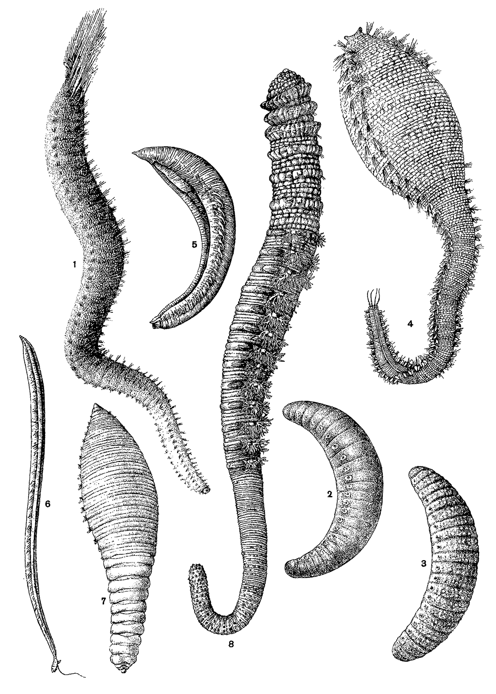 Многощетинковые черви