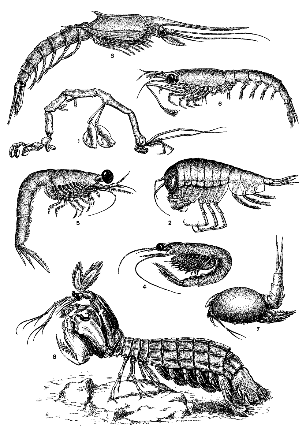Разноногие раки, расщепленноногие раки, евфаузиевые или черноглазки, тонкопанцирные раки и ротоногие раки