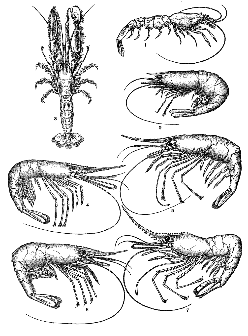 Предки ракообразных. Отряд десятиногие ракообразные. Pandalus latirostris. Десятиногие ракообразные представители. Десятиногие ракообразные десятиногие ракообразные.