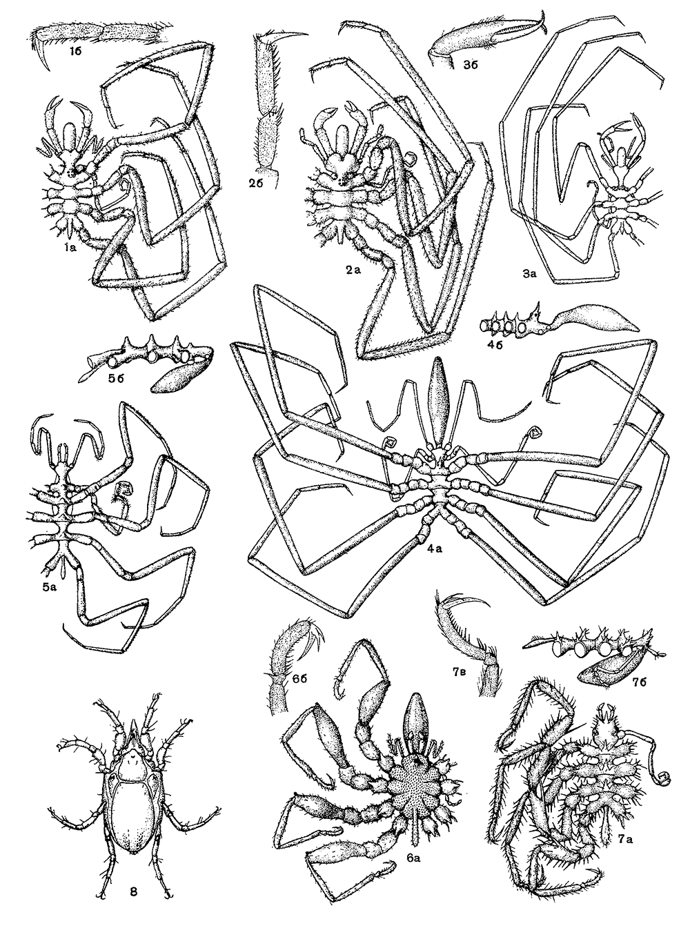 Многоколенчатые, клещи