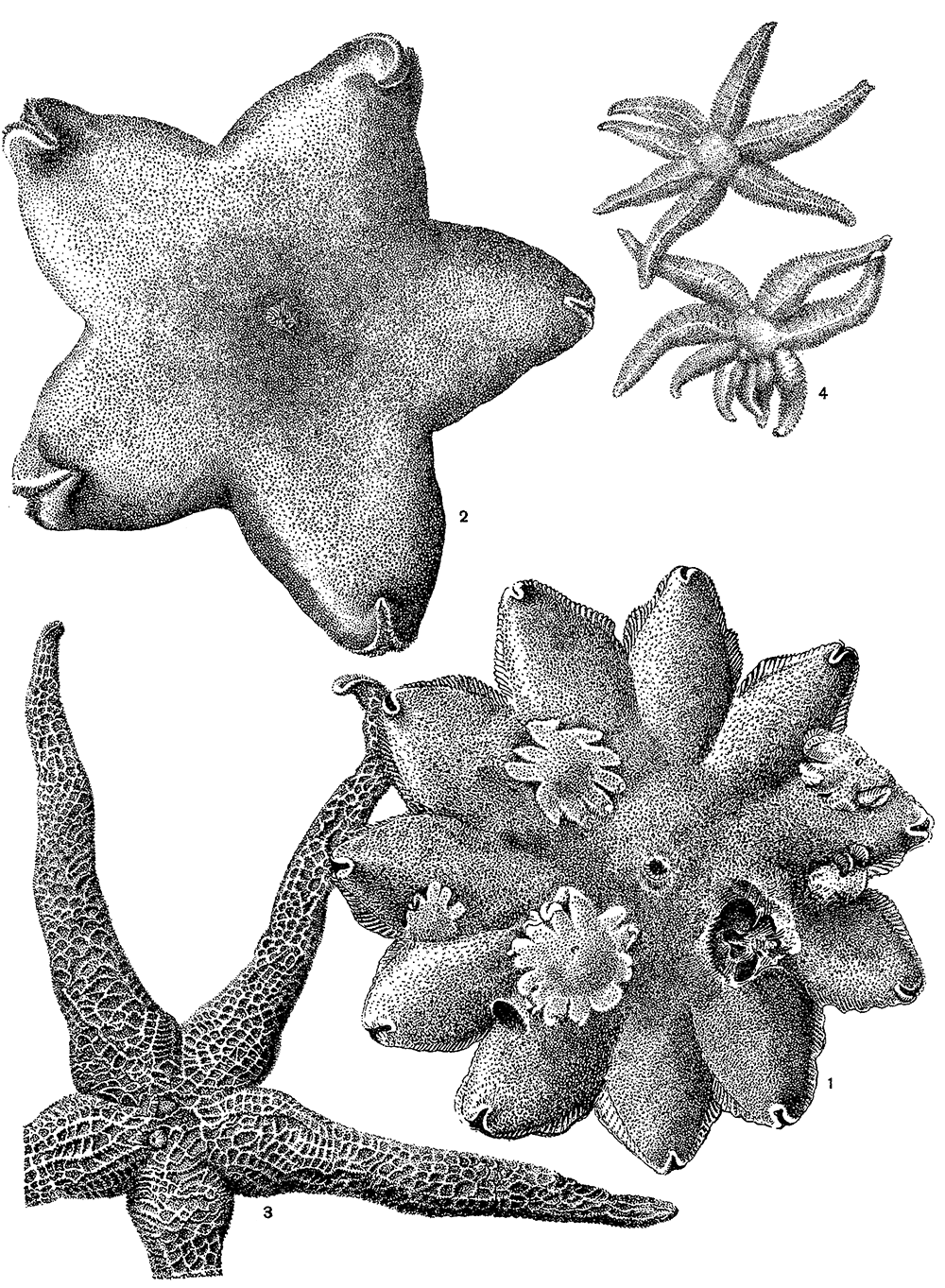 Характеристика морской звезды. Пятиконечная морская звезда. Морская звезда гониактиниды. Восьмиконечная морская звезда. Восьмилучевая морская звезда.