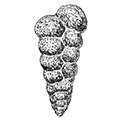 Karreriella baccata (Schwager) — Жемчужная каррериелла