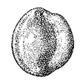 Sigmoilina sigmoidea (Brady) — Сигмоилина