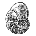 Valvulineria ochotica Stschedrina — Охотская вальвулинерия