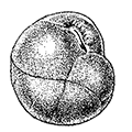 Cassidulina californica Cushman — Калифорнийская кассидулина