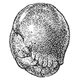 Chilostomellina fimbriata Cushman — Бахромчатая хилостомеллина