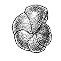 Puilenia subcarinata d’Orbigny — Гребенчатая пулления