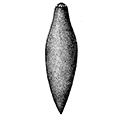 Oxyposthia praedator A. Iwanow — Хищная оксипостия