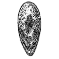 Convoluta sagittifera A. Iwanow — Стрелоносная конволюта