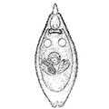 Astrorhynchus bifidus (McIntosh) — Астроринх
