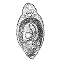 Cylindrostoma sp. — Цилиндростома