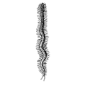 Syllis fasciata Malmgren — Поперечнополосатая силлида