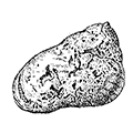Polydora ciliata (Johnston) — Ресничная полидора