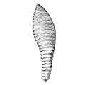 Travisia kerguelensis var. intermedia Annenkova — Промежуточная травизия