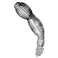 Priapulus caudatus Lamarck — Хвостатый приапул