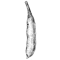 Phascolosoma margaritaceum (М. Sars) — Перламутровая фасколозома