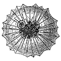 Aulacantha scolymantha Haeckel — Глубинная аулаканта