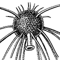 Porospathis holostoma (Cleve) — Цельноротый пороспатис