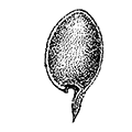 Challengeria naresi (F. Murray) — Челленжерия
