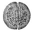 Conchopsis orbicularis Haeckel — Шаровидный конхопсис