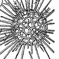 Cladococcus viminalis Haeckel — Плетёный кладококк