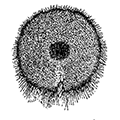 Schizodiscus spatangus Dogiel — Шизодиск-спатанг