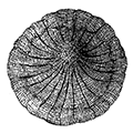 Litharachnium epeira Haeckel — Паутинчатый литарахниум