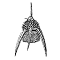 Pterocorys korotnevi Dogiel — Шлемовидка Коротнёва