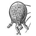 Tuscaretta tubulosa (F. Murray) — Трубчатая тускаретта