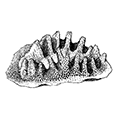 Lichenopora neviani Borg — Лихенопора