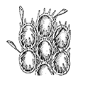 Cauloramphus intermedius Kluge — Промежуточный стеблеклювник