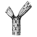 Microporina articulata (Fabricius) — Микропорина