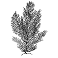 Eucraiea loricate (Linne) — Панцирная евкратея