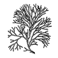 Scrupocellaria scabra var. paenulata forma orientalis Kluge — Восточная скрупоцеллярия