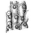 Smittina trispinosa Johnston — Трёхшиповая смиттина