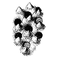 Rhamphostomella scabra Fabricius — Шероховатая рамфостомелла