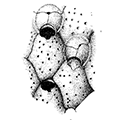 Schizoporella stylifera var. perforata Kluge — Пористая шизопорелла