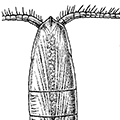 Calanus cristatus Kroyer — Килеватый каланус