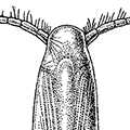 Calanus tonsus Brady — Дальневосточный каланус